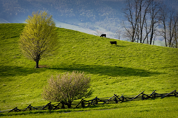 rolling hills with cows grazing
