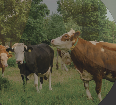 an image of cows in a field
