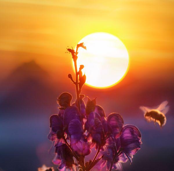 sun and bee and flower
