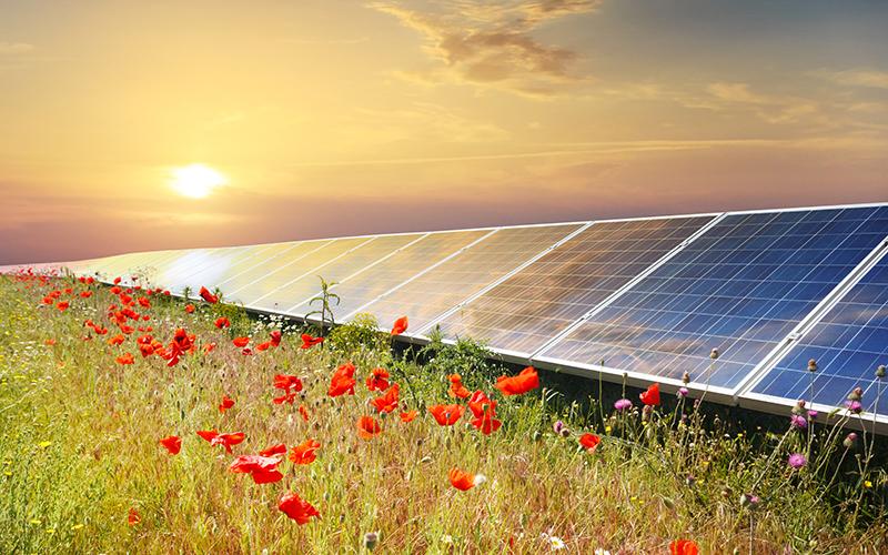 Utility-scale solar in field with flowers