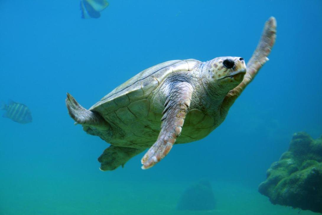 marine turtle